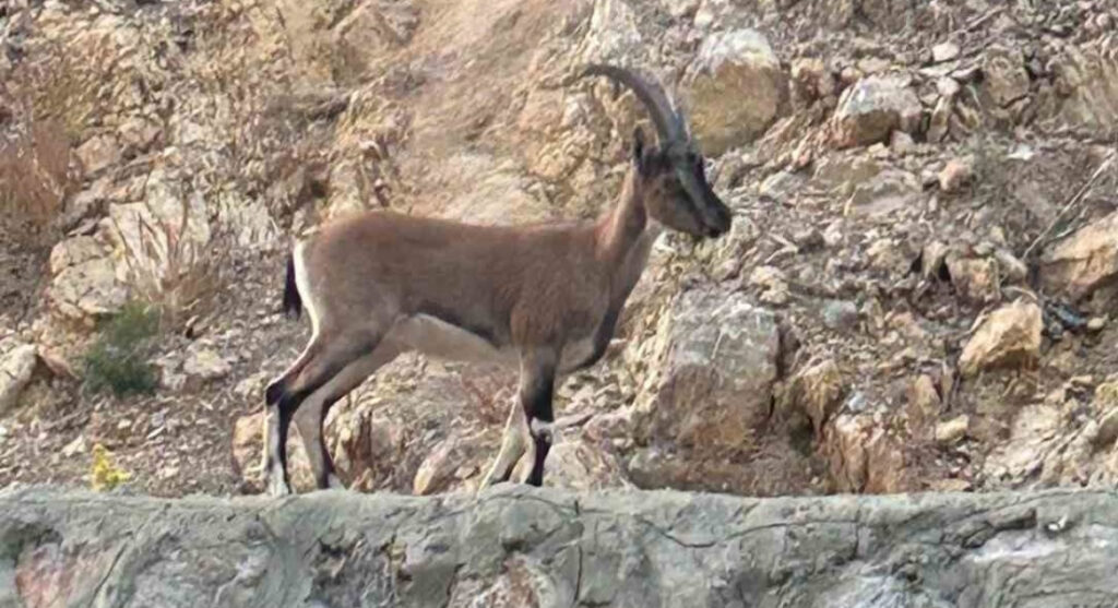 Yaban keçisi avlayan şahıs domates yıkıyordum diye kendini savundu – Birlik Haber Ajansı