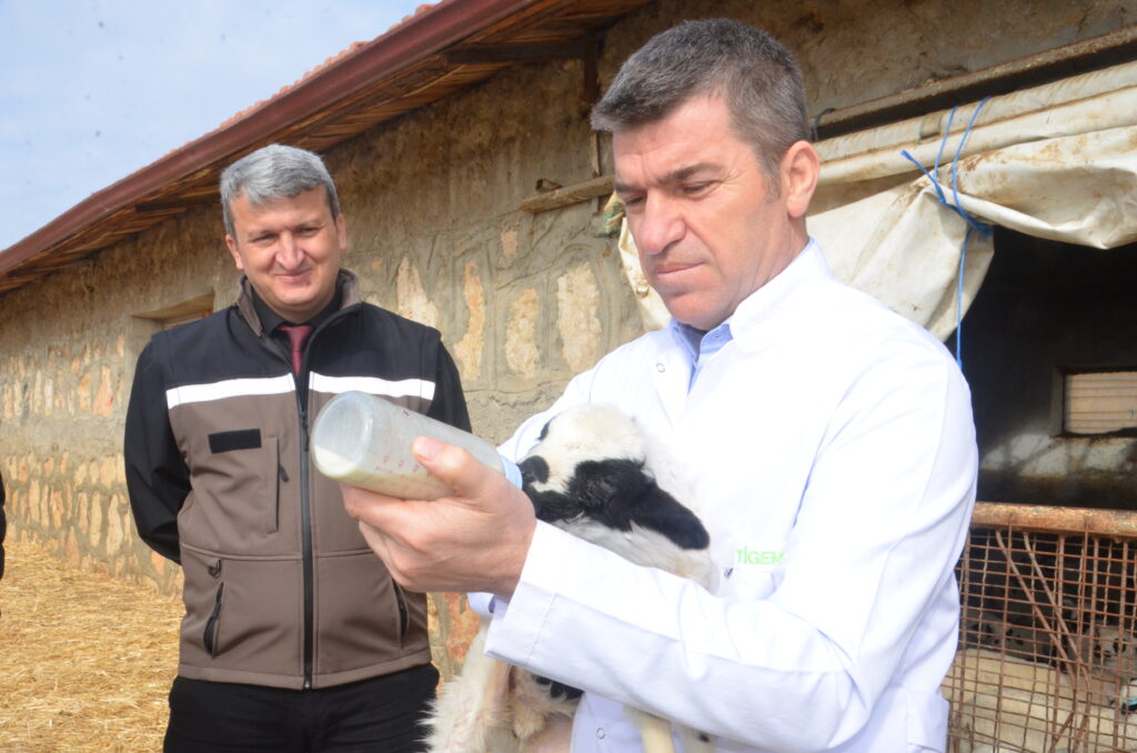 Amasya’da süt kuzuları anneleriyle buluştu – Birlik Haber Ajansı